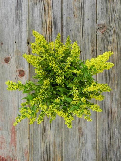 GOLDEN GLORY  YELLOW ASTERS